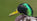 An Introduction to Duck Flighting