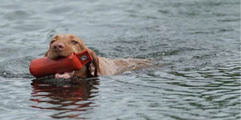 The emotional roller coaster of dog ownership