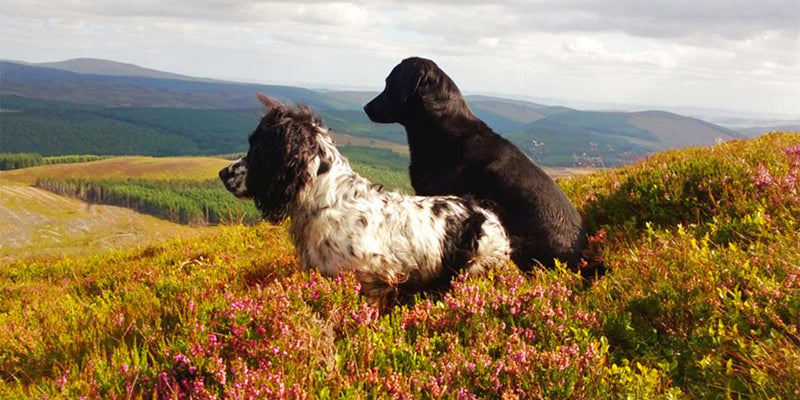 Working Dogs on a Scottish Shooting Estate