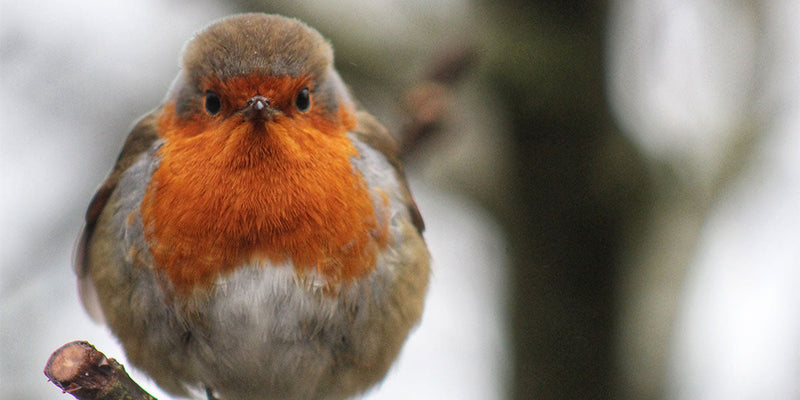 Big Farmland Bird Count 2022 | image by - Heather Twomey