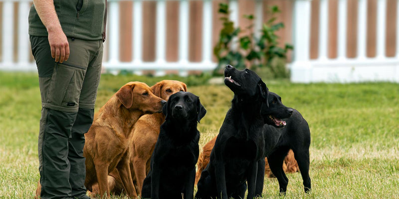 Gundog display at the Game Fair showground | HLM Photography