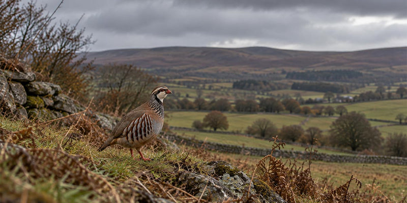 Pheasant release pen in woodland setting