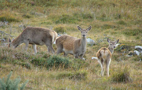 What is Hind Stalking?