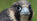 Young Peregrine Falcon - Andrew Rohleder