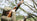 ArdMoor's tips for pigeon shooting over peas or oilseed rape