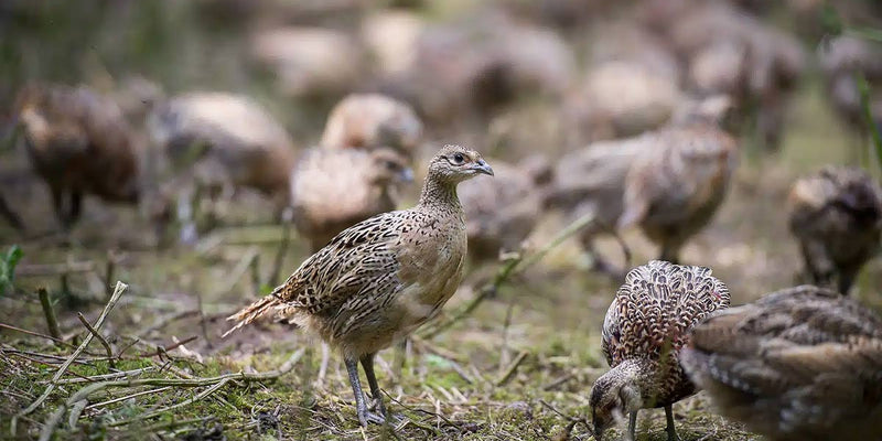 Gamekeeper checking poult pens in wet weather | Image from www.shootinguk.co.uk