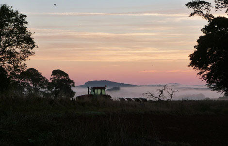 Poults Update - Freedom from the pen!