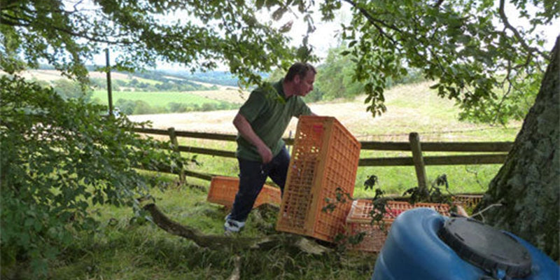 Poults Update - Freedom from the pen!