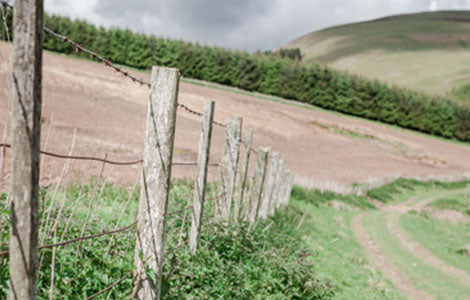 Re-Wilding Scotland? How and why?