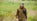 Resurgence of the versatile hunting smock