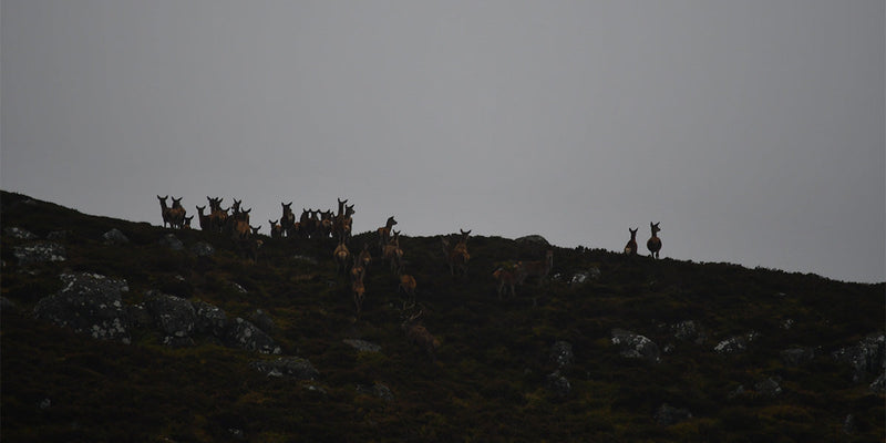 What is Hind Stalking?