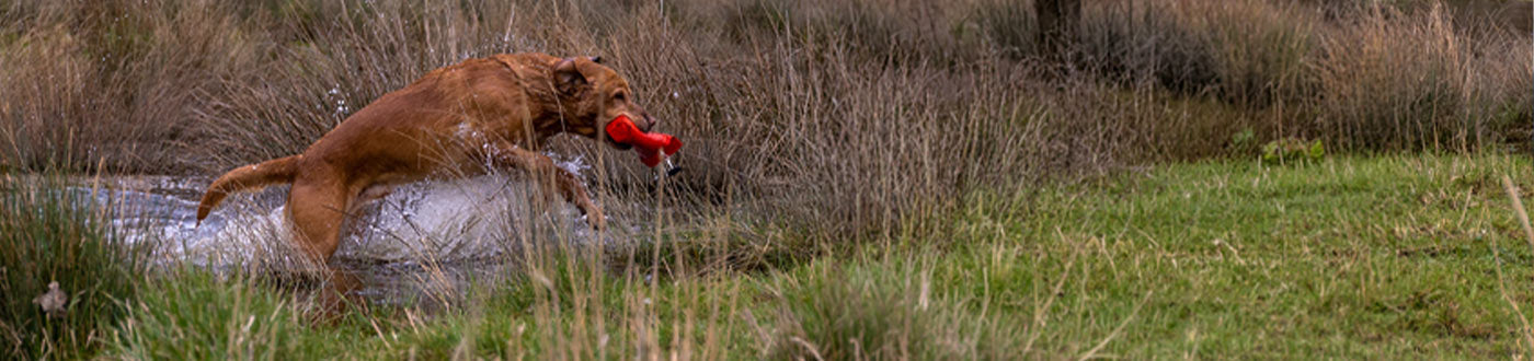 Gun Dog Dummies & Launchers