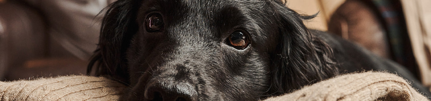 Dog Grooming - General & Specialist Dog Shampoos | ArdMoor 