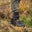 Dedito Moorland Boot